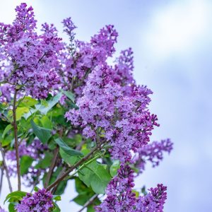 Ulei parfumat pentru lumânări și săpunuri „Liliac”